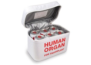 Organ Transport Lunch Cooler